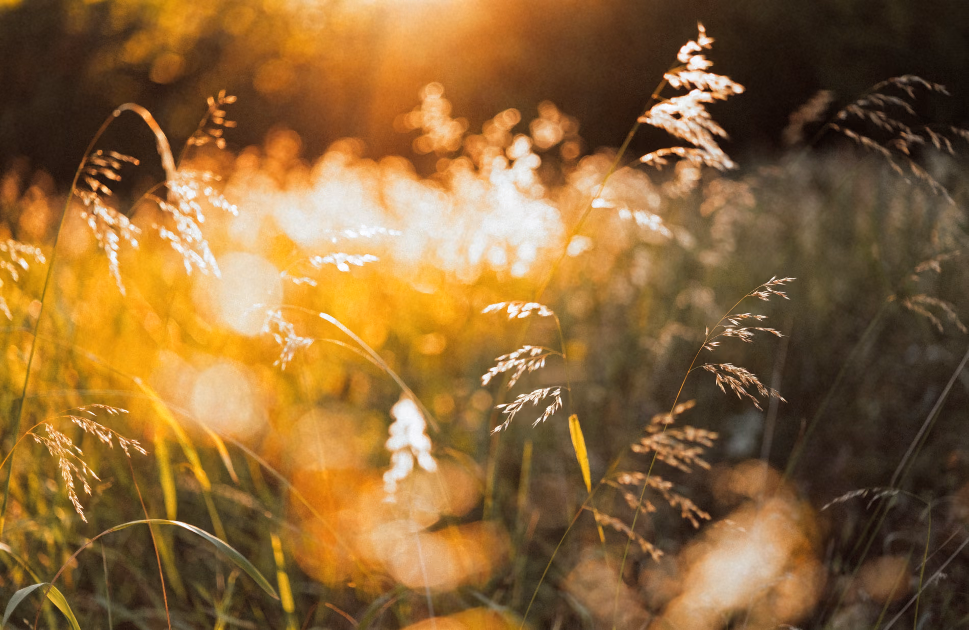 Summer meadow grasses lit from behind by a low golden sun, seed heads glowing at the tips.